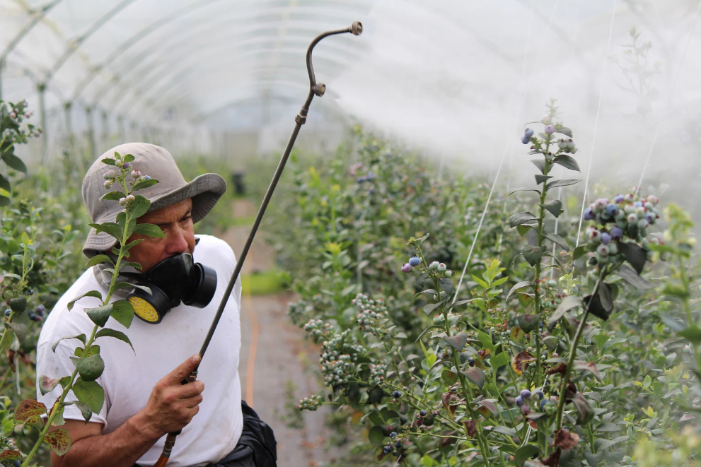 Gıdalardaki Pestisit Kalıntıları ve Sağlık Üzerine Etkileri